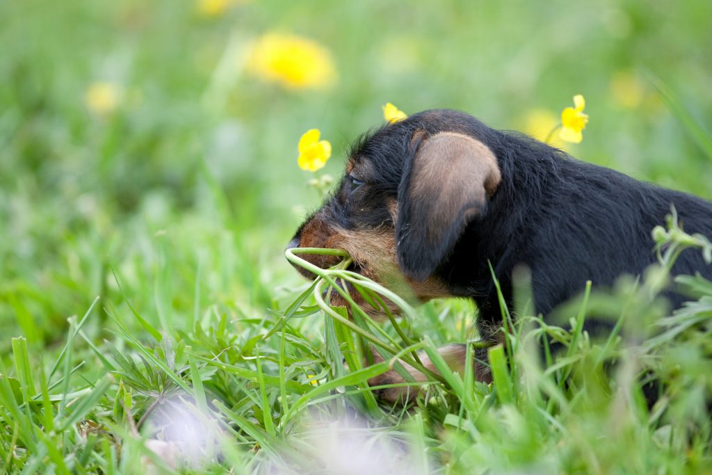 Chien qui mange de l'herbe