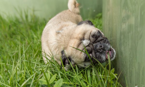 Pourquoi mon chien mange de l’herbe ?