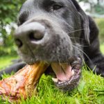 Quels os donner à son chien ?