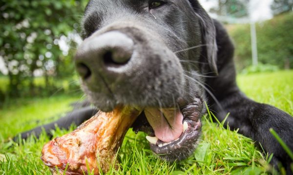 Quels os donner à son chien ?