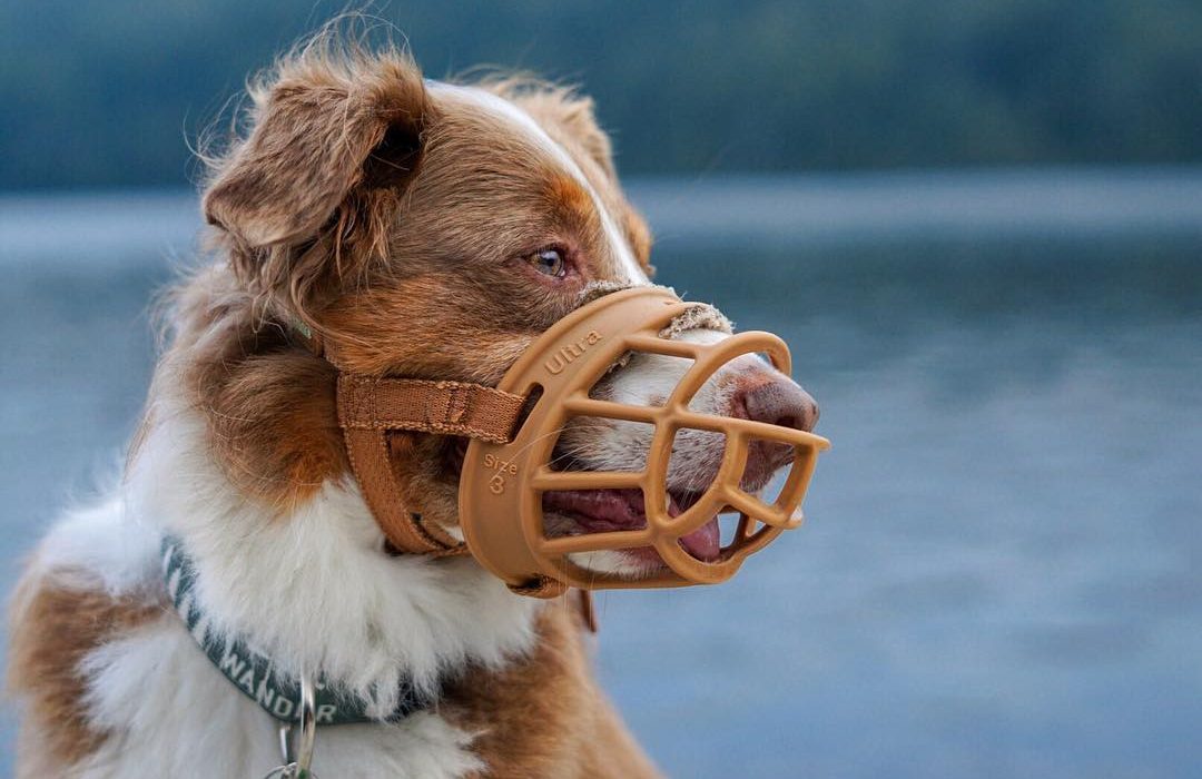 Quelle muselière choisir pour son chien ?