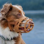 Quelle muselière choisir pour son chien ?