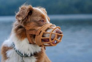 Quelle muselière choisir pour son chien ?