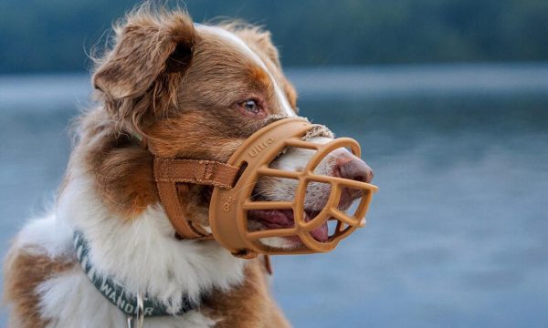 Quelle muselière choisir pour son chien ?