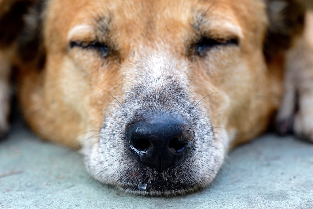 Chien allongé qui a le nez qui coule