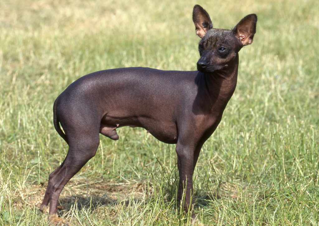 Chien nu du Pérou