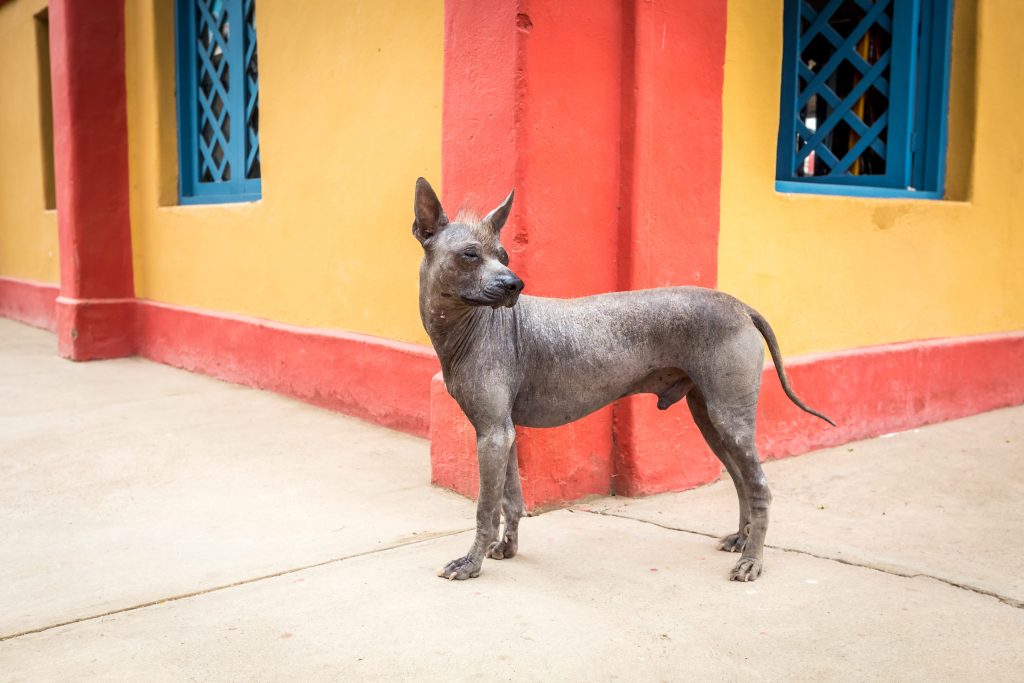 Chien nu du Pérou