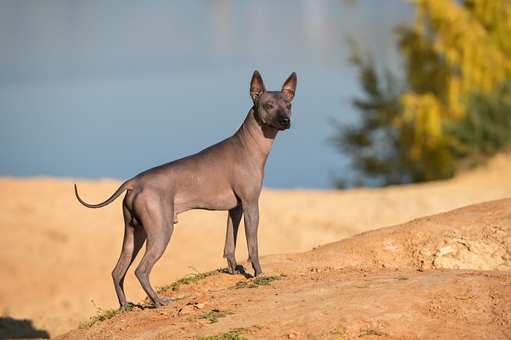 Chien nu méxicain (Xoloitzcuintle)