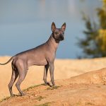 Chien Hypoallergénique : Top 30 races les plus populaires