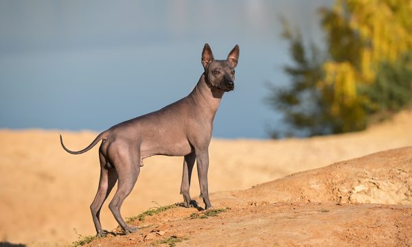 Chien Hypoallergénique : Top 30 races les plus populaires