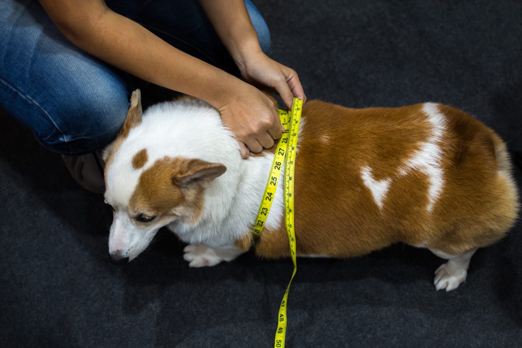 Surveiller le poids d'un chien stérilisé