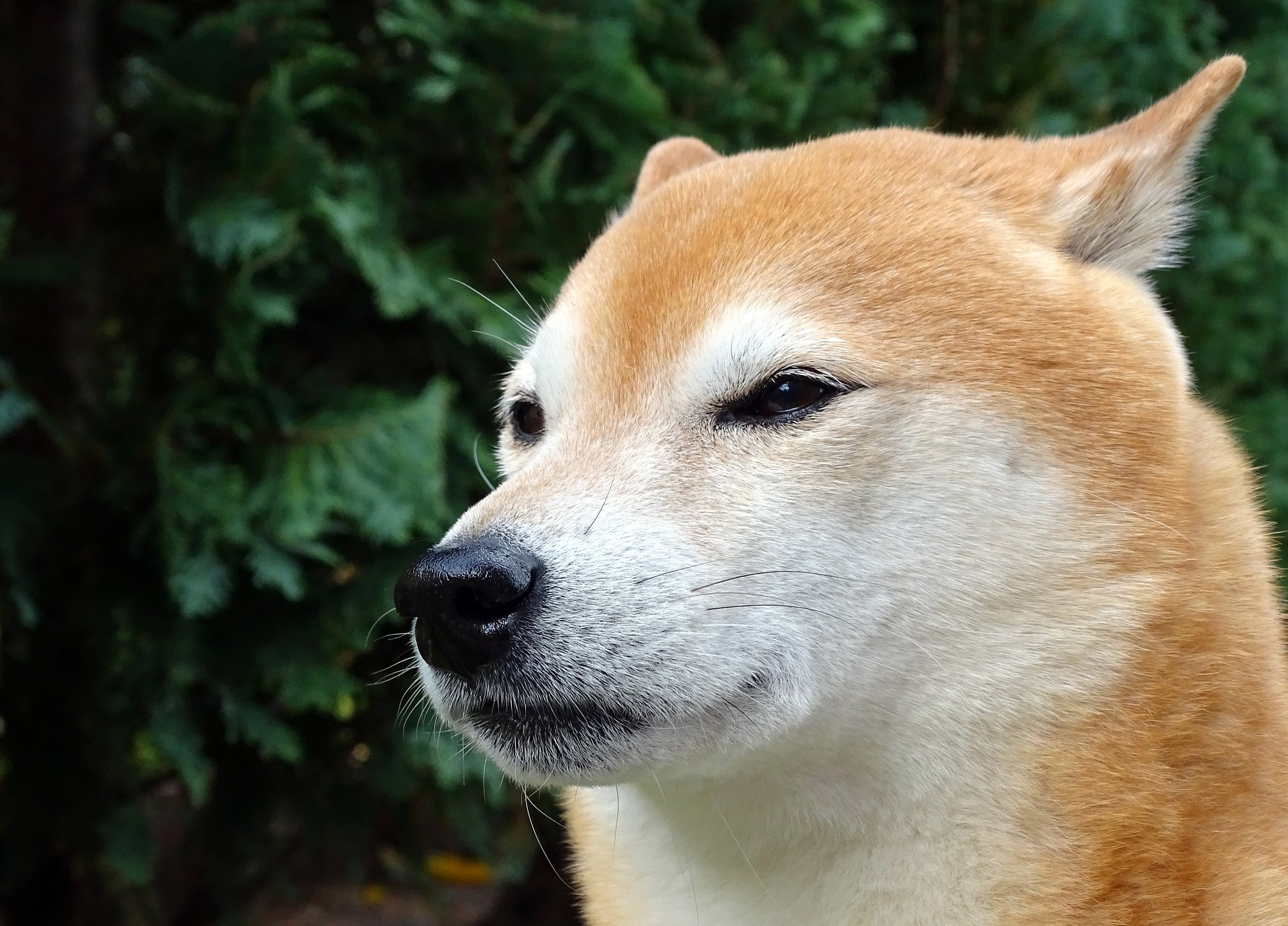 Pourquoi Un Chien A Les Oreilles Aplaties Comportement Du Chien Autour Des Animaux