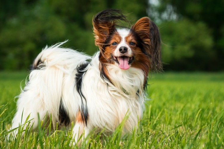 chien papillon