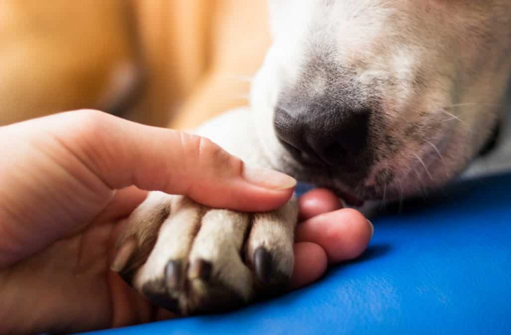 Mon Chien A Une Griffe Cassée Conseils Et Traitement