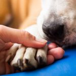 Blessure de la griffe du chien