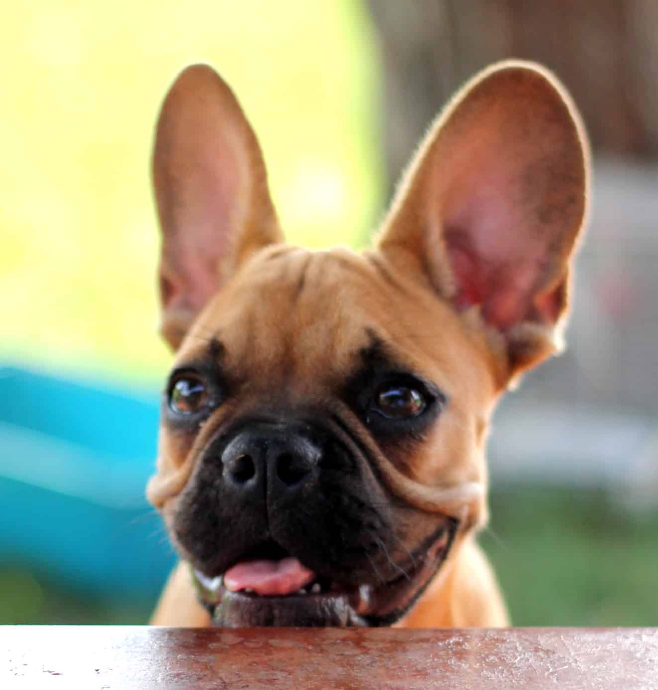 Mon chien a peur de tout pourquoi et que faire