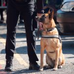 Cynotechnie : quand le chien assure notre sécurité