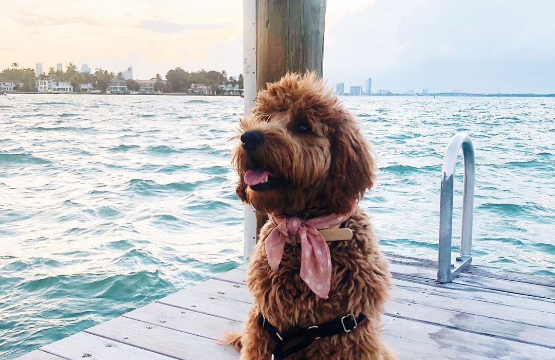 Que couvre une assurance pour chien ?