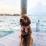 Que couvre une assurance pour chien ?