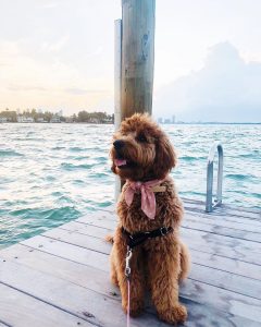 Que couvre une assurance pour chien ?