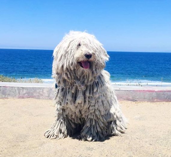 chien de race puli