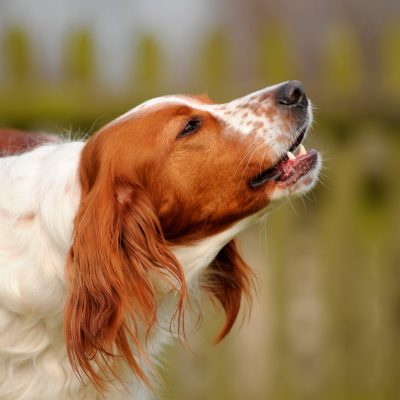 L’aboiement chez le chien : Causes et Solutions