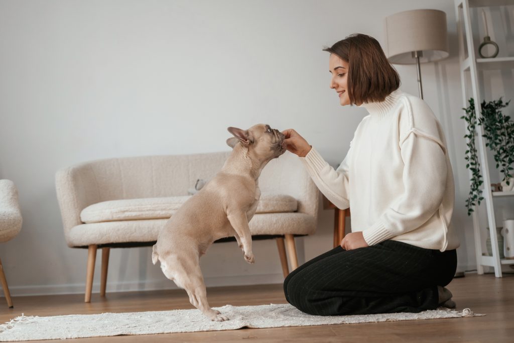 Chien qui apprend un tour