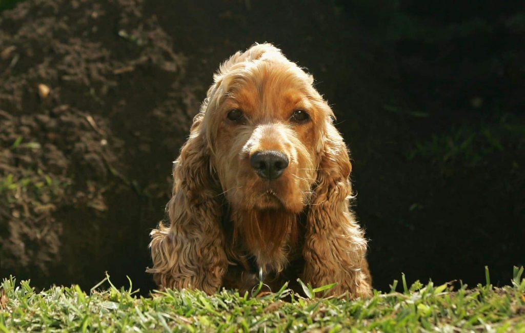 Noms De Chien En 2018 Commençant Par O De 600 Noms