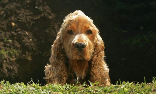 Noms de chien en O