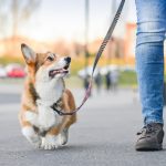 Apprendre la marche en laisse à son chien