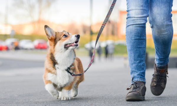 Apprendre la marche en laisse à son chien