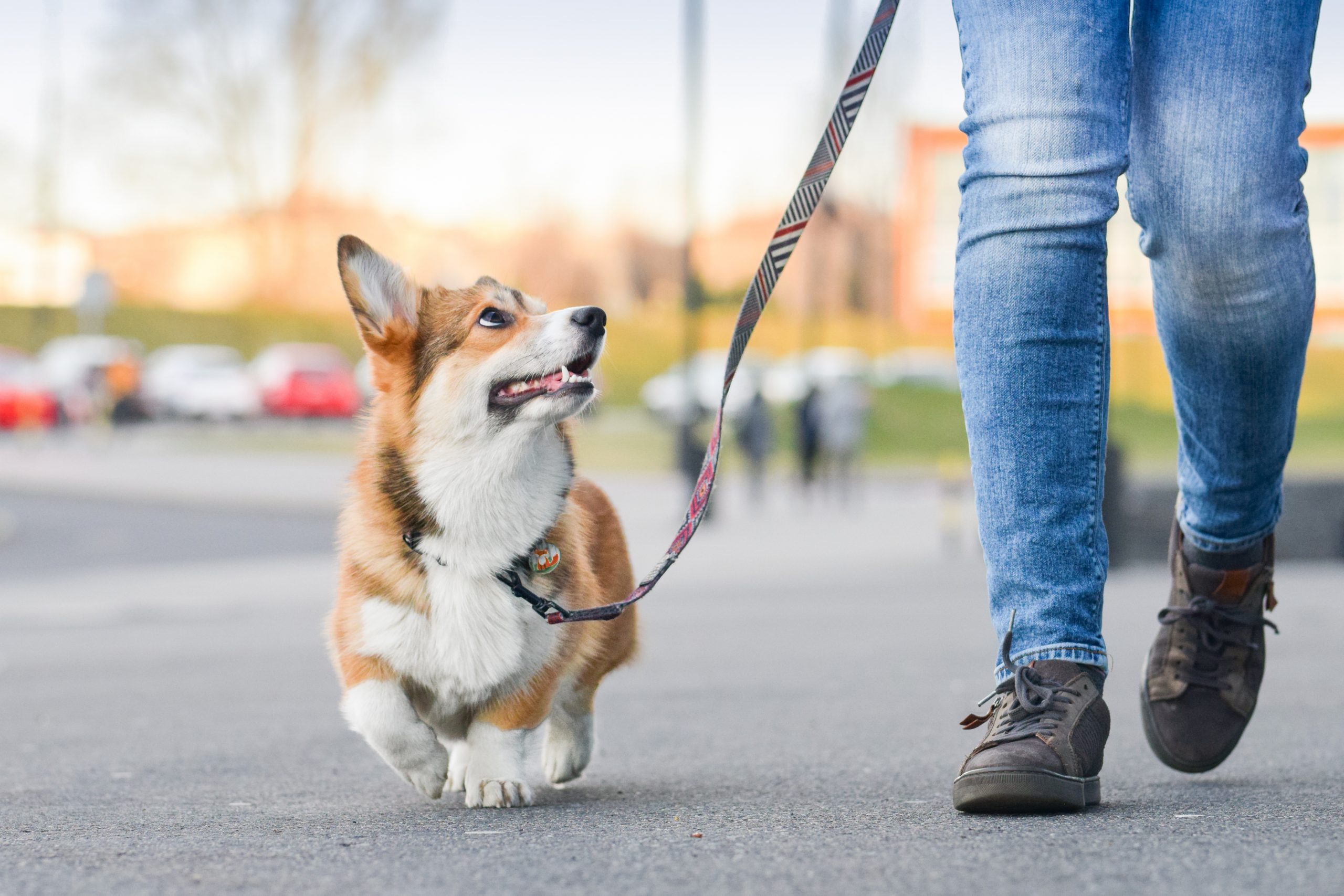 Le chiot et la laisse - Comment apprendre à un chiot à marcher en