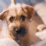 Les tremblements chez le chien