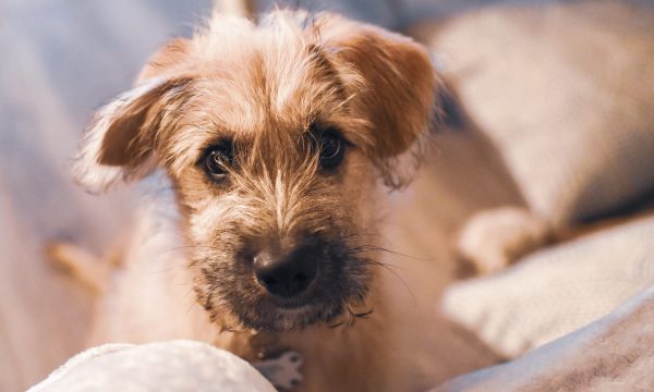 Les tremblements chez le chien