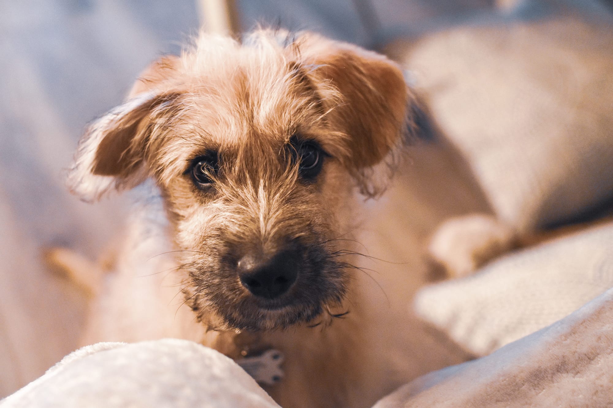 Chien Qui Tremble Causes Du Tremblement Chez Le Chien Sante Autour Des Animaux