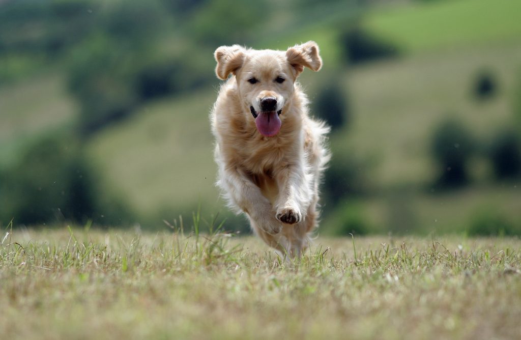 Chien qui répondre à l'ordre du rappel