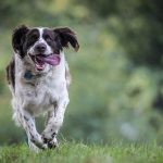 Apprendre le rappel à son chien