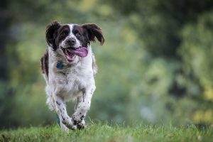 Apprendre le rappel à son chien