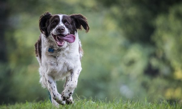 Apprendre le rappel à son chien