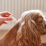 Quelles huiles essentielles contre les tiques du chien ?