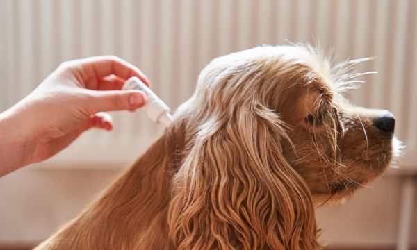 Quelles huiles essentielles contre les tiques du chien ?