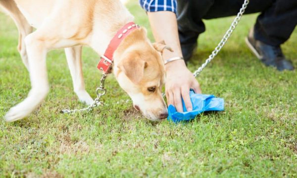 Pourquoi mon chien mange des crottes ?