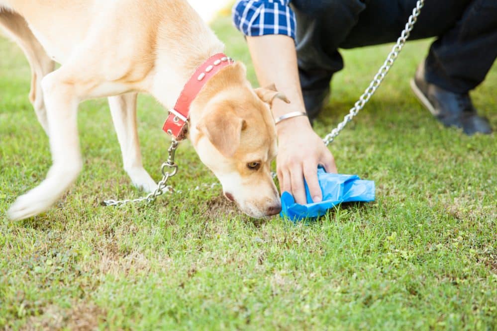 Chien qui s'intéresse à une crotte sur l'herbe