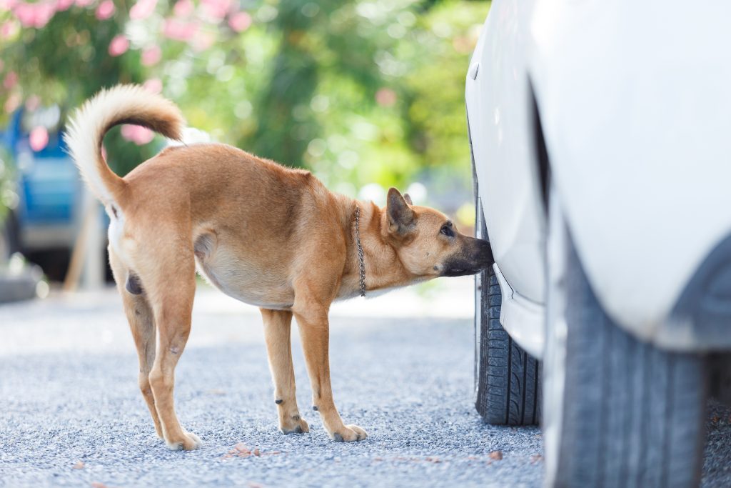 chien renifle roues de voiture