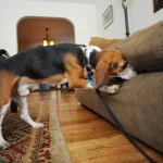 Chiens détecteurs de punaises : comment luter contre les parasites