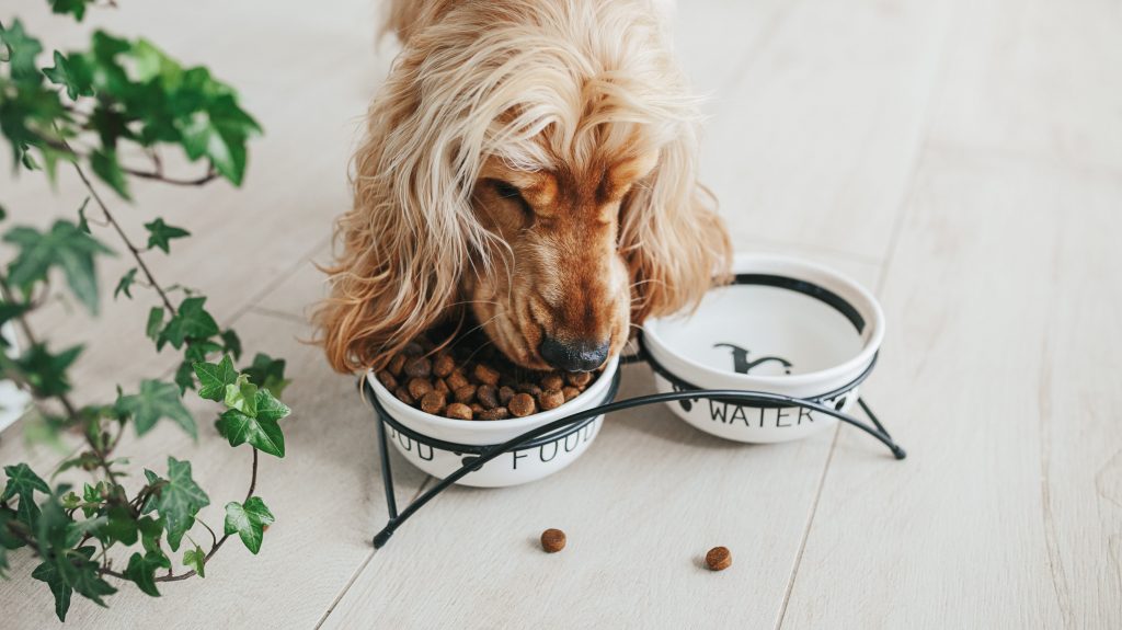 chien qui mange ses croquettes