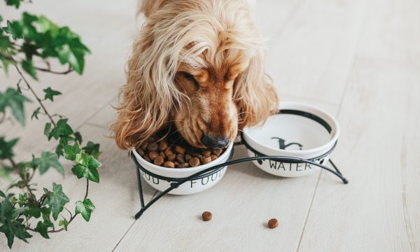 Le chien agressif quand il mange