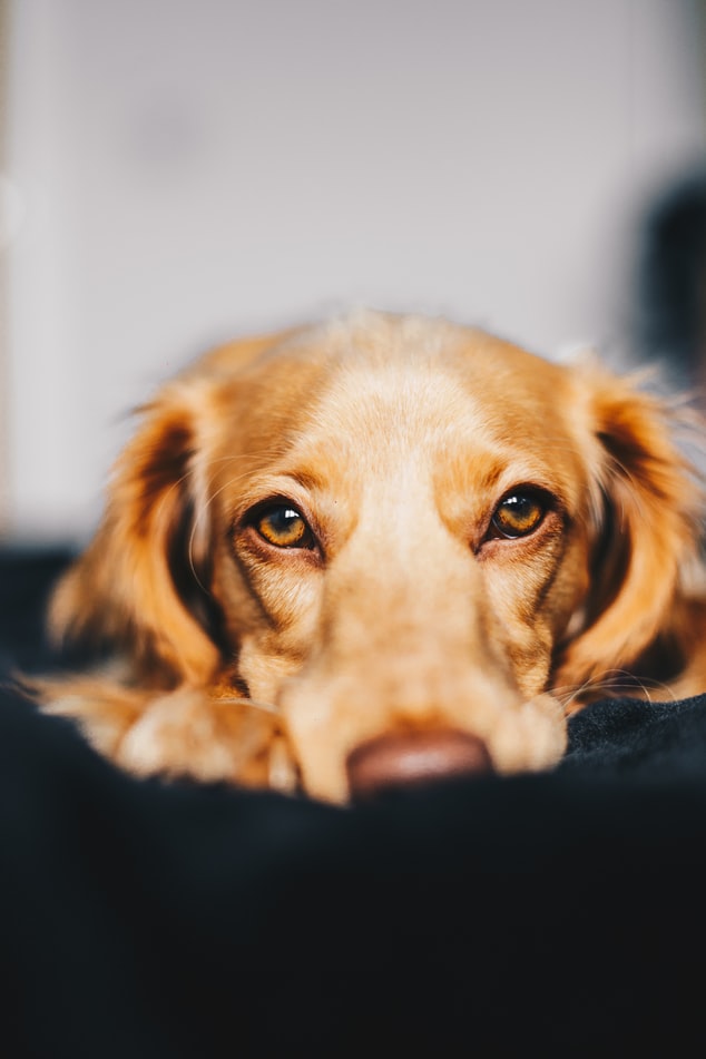 Âge humain chien : quel âge a-t-il ?