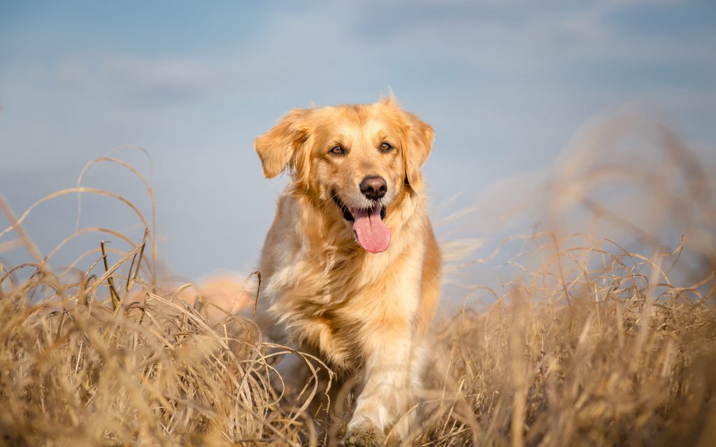 chien golden retriever