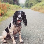 Assurance chien : les conditions à connaître